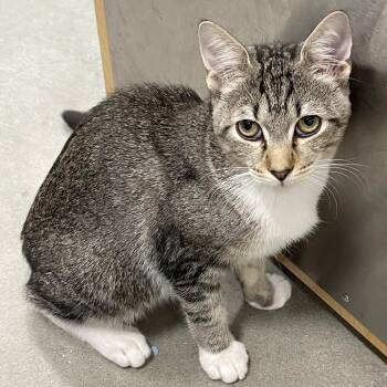 Squeaky -  Domestic Short Hair Cat for Adoption in Lake Panasoffkee, Florida - Squeaky | PetCurious