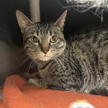Tink -  Domestic Short Hair Cat for Adoption in Wheaton, Illinois - Tink | PetCurious
