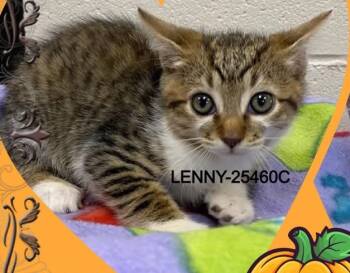 Rescue Domestic Short Hair Cats for Adoption in Dalton, Georgia - Lenny | PetCurious