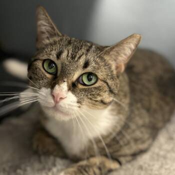 Mama Kitty -  Domestic Short Hair Cat for Adoption - Mama Kitty | PetCurious