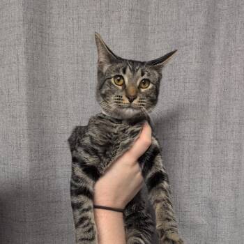 Penny -  Domestic Short Hair Cat for Adoption in Hattiesburg, Mississippi - Penny | PetCurious
