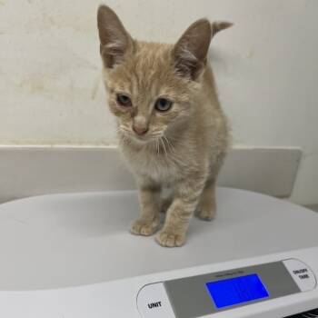 Rescue Domestic Short Hair Cats for Adoption in St. Louis, Missouri - Pineapple Orange | PetCurious