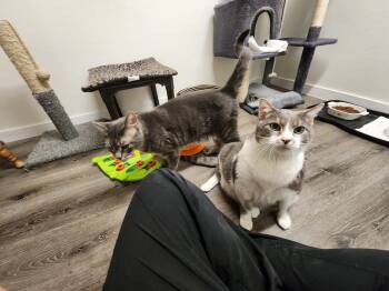 Rescue Domestic Short Hair Cats for Adoption in Westfield, Wisconsin - Squirmy | PetCurious