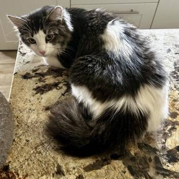 Motley -  Domestic Long Hair Cat for Adoption in Moses Lake, Washington - Motley | PetCurious