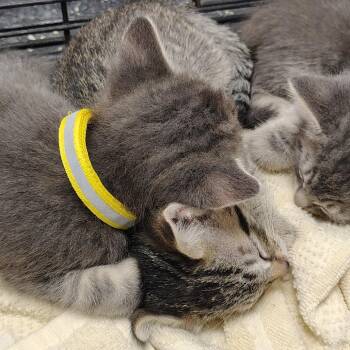 Munich -  Domestic Short Hair Cat for Adoption in Coos Bay, Oregon - Munich | PetCurious