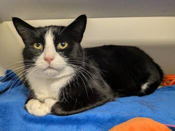 Rescue Domestic Short Hair Cats for Adoption in Bellingham, Washington - Mulligan | PetCurious