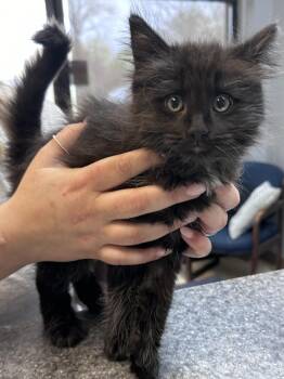 Loki -  Domestic Medium Hair Cat for Adoption in Dyersburg, Tennessee - Loki | PetCurious