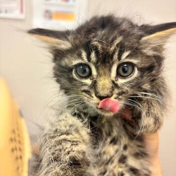 Shire -  Domestic Long Hair Cat for Adoption in Denver, Colorado - Shire | PetCurious