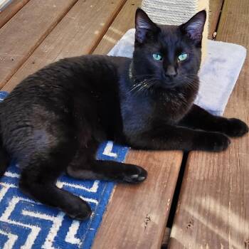 FOUND NW ROCHESTER -  Domestic Short Hair Cat Available for Adoption in Rochester, Minnesota - FOUND NW ROCHESTER | PetCurious