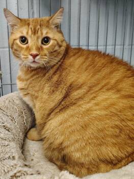 Rescue Domestic Short Hair Cats for Adoption in Saint Clairsville, Ohio - CiCi | PetCurious