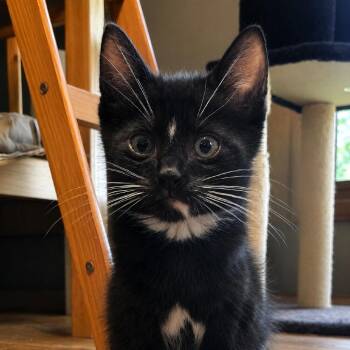 Scooby-Doo -  Domestic Short Hair Cat for Adoption in Brighton, Missouri - Scooby-Doo | PetCurious