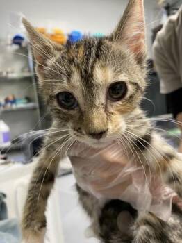 Aspen -  Domestic Short Hair Cat for Adoption in Daytona Beach, Florida - Aspen | PetCurious