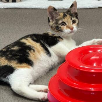 Sunny -  Domestic Short Hair Cat for Adoption in Middlebury, Vermont - Sunny | PetCurious