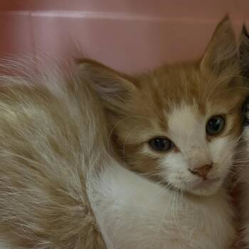 Chaol -  Domestic Short Hair Cat for Adoption in Lynchburg, Virginia - Chaol | PetCurious