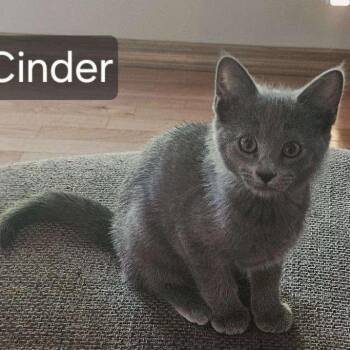 Cinder -  Domestic Short Hair Cat for Adoption in Rochester, Minnesota - Cinder | PetCurious