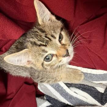 Domestic Short Hair Cats Available for Adoption in Troy, Virginia - Blossom | PetCurious