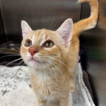 Cayenne -  Domestic Short Hair Cat for Adoption in Gloucester, Virginia - Cayenne | PetCurious