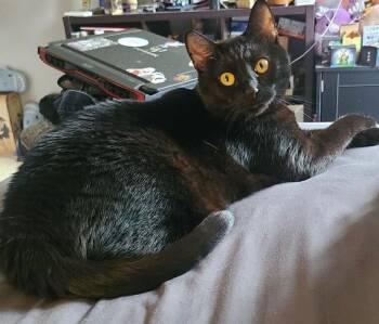 Coal -  Domestic Medium Hair Cat for Adoption in Darien, Georgia - Coal | PetCurious