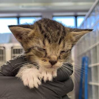 Domestic Short Hair Cats Available for Adoption in West Palm Beach, Florida - Ragatha | PetCurious