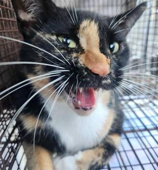 Domestic Short Hair Cats Available for Adoption in Fort Lauderdale, Florida - A2475078 | PetCurious