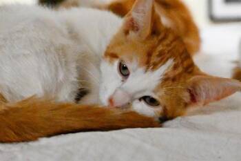 ESTEFANI -  Domestic Short Hair Cat for Adoption in Fort Lauderdale, Florida - ESTEFANI | PetCurious