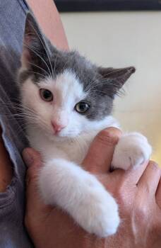 Rescue Domestic Short Hair Cats for Adoption - Kramer | PetCurious