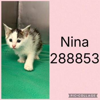 NINA -  Domestic Short Hair Cat for Adoption in Macon, Georgia - NINA | PetCurious