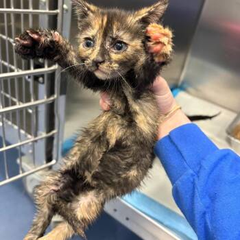 Space Mountain -  Domestic Short Hair Cat for Adoption in Greensboro, North Carolina - Space Mountain | PetCurious