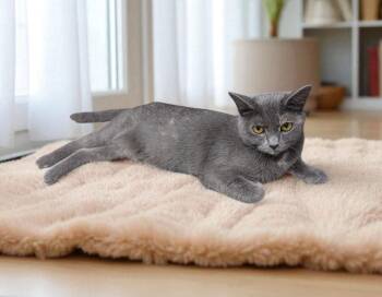 Rescue Domestic Short Hair Cats for Adoption in Wilmington, Ohio - Nova | PetCurious