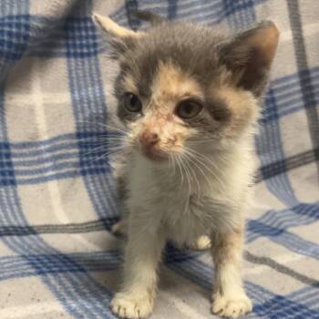 Dolly -  Domestic Short Hair Cat for Adoption in Riverwoods, Illinois - Dolly | PetCurious