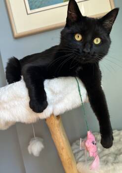 Rescue Domestic Short Hair Cats for Adoption in Tipp City, Ohio - Guava | PetCurious