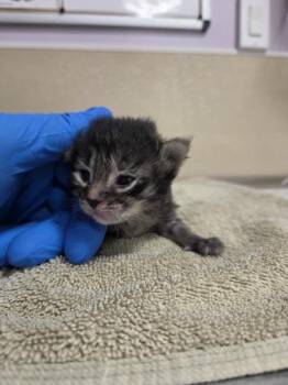 Neptune -  Domestic Short Hair Cat for Adoption in Vancouver, Washington - Neptune | PetCurious