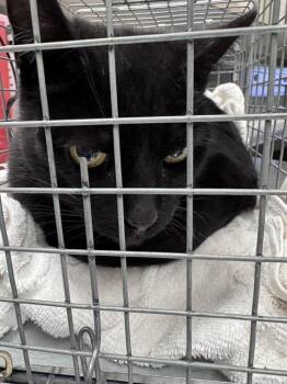 THOMAS -  Domestic Short Hair Cat for Adoption in Las Vegas, Nevada - THOMAS | PetCurious