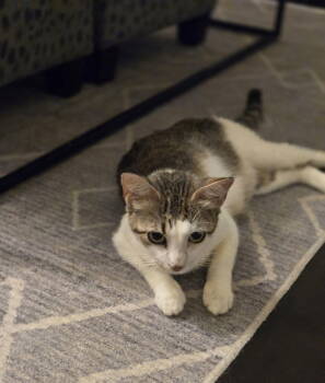 Rescue Domestic Short Hair Cats for Adoption in The Woodlands, Texas - Cookie | PetCurious