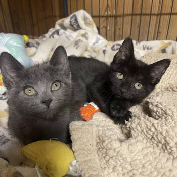 Rescue Domestic Short Hair Cats for Adoption in Warren, New Jersey - Stella Blue - Delilah Jones | PetCurious