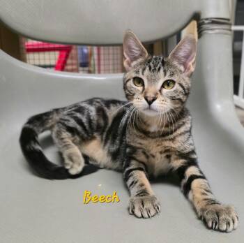 Beech -  Domestic Short Hair Cat for Adoption in Cedar Rapids, Iowa - Beech | PetCurious
