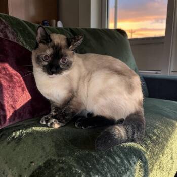 Lilbit -  Siamese Cat for Adoption in Chuckey, Tennessee - Lilbit | PetCurious