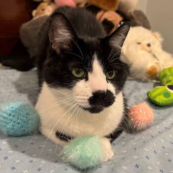 Rescue Domestic Short Hair Cats for Adoption in Waltham, Massachusetts - Versace | PetCurious