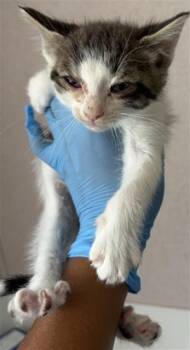 Domestic Short Hair Cats Available for Adoption in San Bernardino, California - ANGELICA | PetCurious