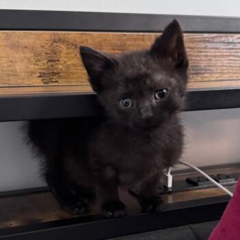 Blackberry (aka Berry) -  Domestic Short Hair Cat Available for Adoption in Monroe, Michigan - Blackberry (aka Berry) | PetCurious