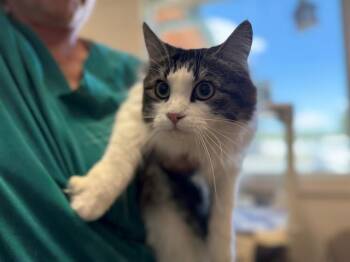 PRINCESS -  Domestic Short Hair Cat for Adoption in Frisco, Colorado - PRINCESS | PetCurious