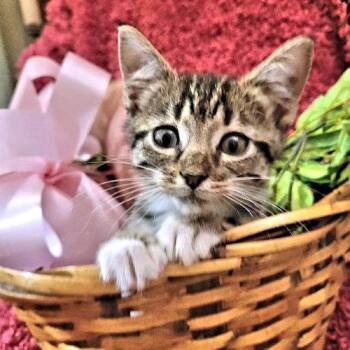 Sapphire -  Tabby Cat for Adoption in Rutherfordton, North Carolina - Sapphire | PetCurious