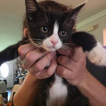 Oleander -  Domestic Short Hair Cat for Adoption in West Palm Beach, Florida - Oleander | PetCurious