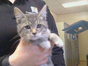 TWYLA -  Domestic Short Hair Cat for Adoption in Sacramento, California - TWYLA | PetCurious