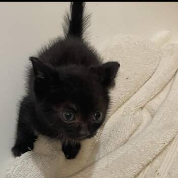 Miracle -  Domestic Short Hair Cat for Adoption in Newark, New Jersey - Miracle | PetCurious