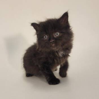Domestic Short Hair Cats Available for Adoption in Show Low, Arizona - Sally | PetCurious