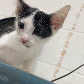 Quesadilla -  Domestic Short Hair Cat for Adoption in Edinburg, Texas - Quesadilla | PetCurious
