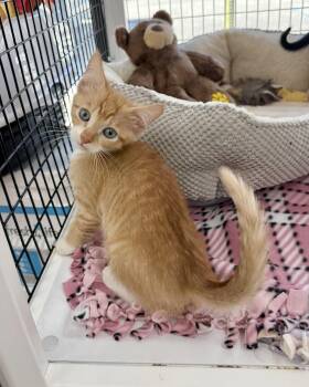 Rescue Tabby Cats for Adoption in Tavares, Florida - Gnocchi | PetCurious
