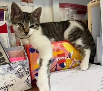 Tabby and Domestic Short Hair Cats Available for Adoption - Noelle | PetCurious