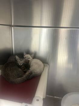 Rescue Domestic Short Hair Cats for Adoption in Houston, Texas - CORNFLAKE | PetCurious